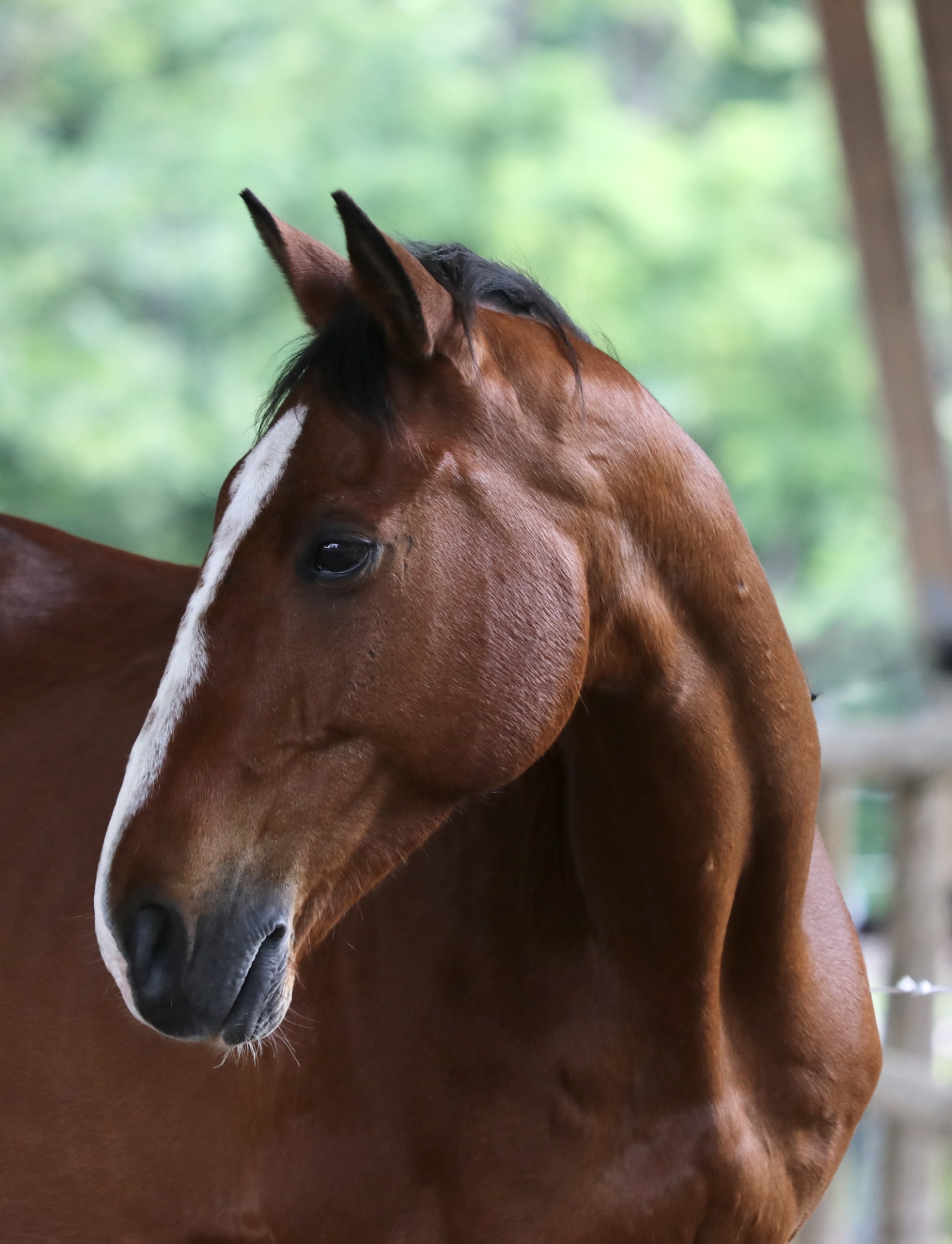 Cheval partenaire d’une séance d’équicoaching à Albi