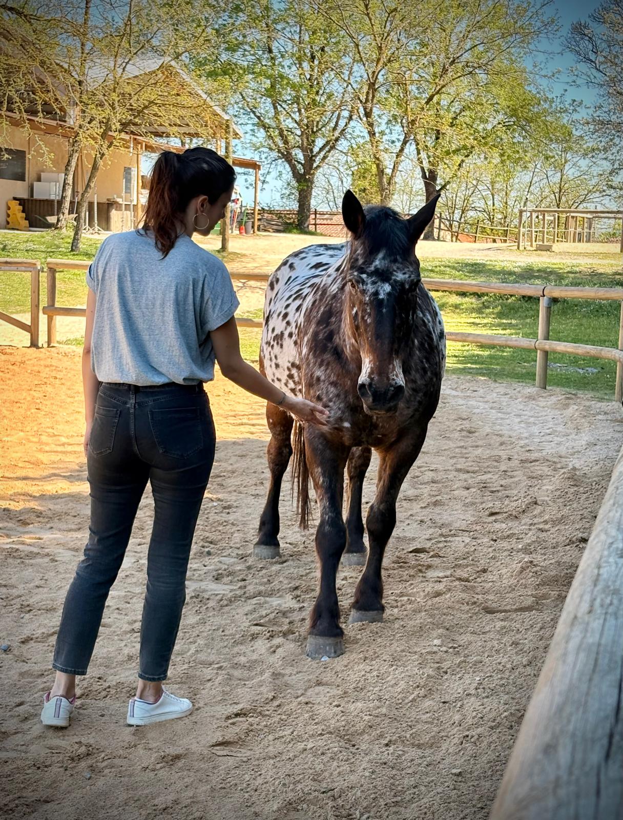 Séance individuelle d’équicoaching avec un cheval à Albi