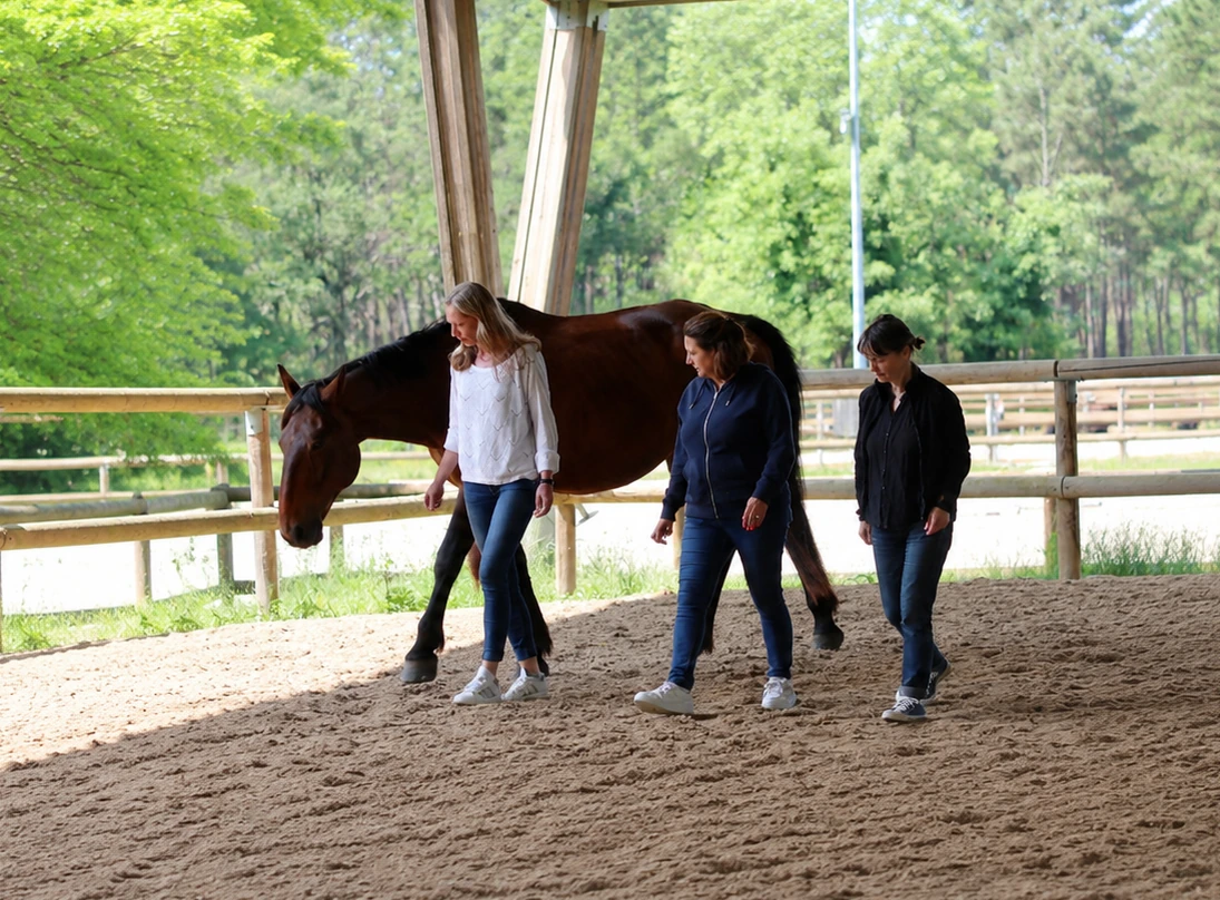 Atelier d’équicoaching en équipe avec un cheval à Albi